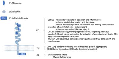 Podoplanin: A potential therapeutic target for thrombotic diseases